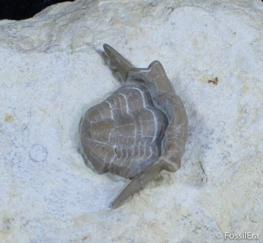 Rare Thaleops Ovata Trilobite - Wisconsin #2419